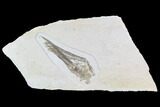 Pterosaur (Rhamphorhynchus) Skull From Solnhofen #105216-3